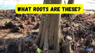 ROOT CAUSE