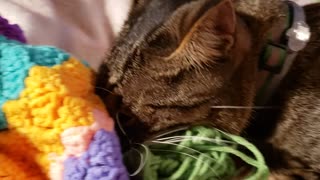 Ohh Bubba loves green yarn