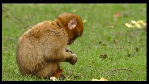 monkey feeding in nature