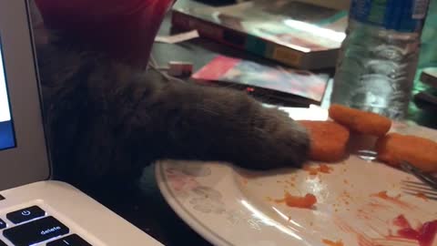 Sneaky Ninja Kitty Steals Nugget