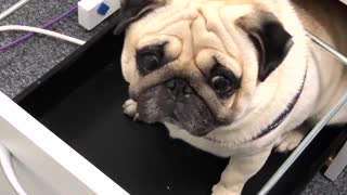 Man shows his pug dog hiding in a drawer at work