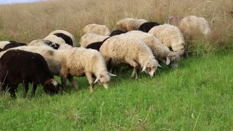 Flock of sheep on the pasture ground