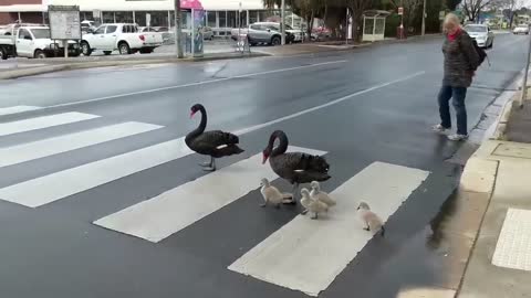 Law-Abiding Family of Swans Cross Road at Pedestrian Crossing.