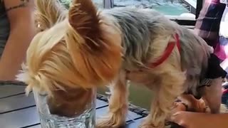 Dog has great table manners