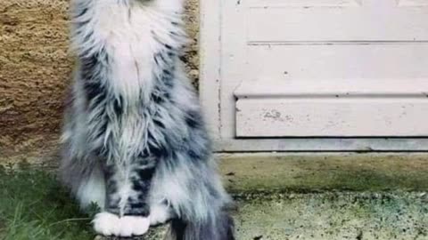 WHAT A BEAUTY ~ NORWEGIAN FOREST CAT