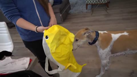 Halloween Costumes with dogs