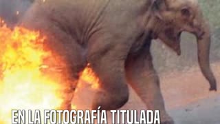 Un elefante en llamas que ganó un premio de fotografía