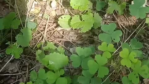 A lot of four-leaf clovers