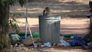 Dumpster Diving Monkeys