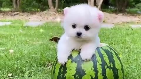 cute puppies enjoy different moments