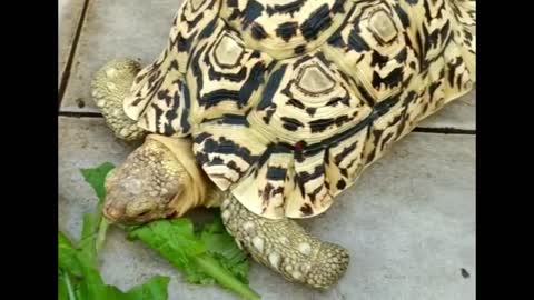 2 Turtles Eat Lettuce leaves - Home Tortois