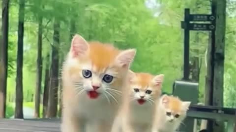 funny cats walking like humans | cats meowing compilation #cats #catvideos #catlovers