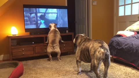 Bulldogs frantically warn dogs of danger in classic horror scene