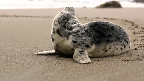 A cute seal baby come out from their home to see the beauty outside from their home