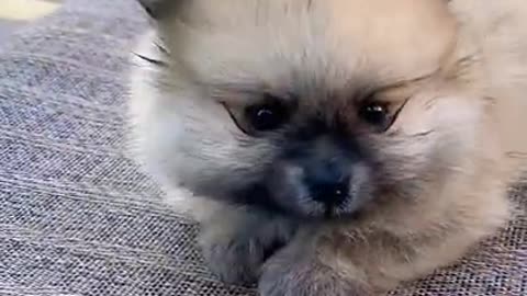 funny and cute baby dog compilation #shorts, lovely baby