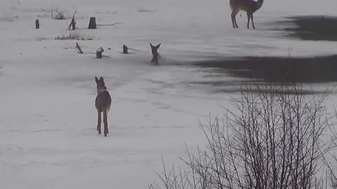 Deer falls though ice