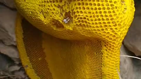 Honey Bee | 100% Natural