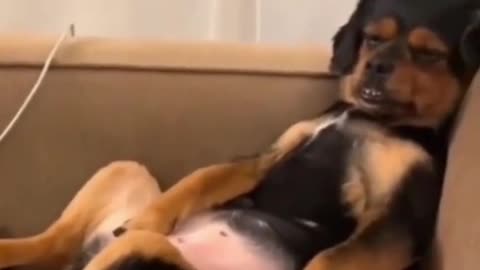 funny dogs-funny animals
