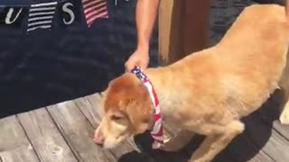 Dog harrasser gets instant justice