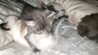 Kitty wrestling in da house