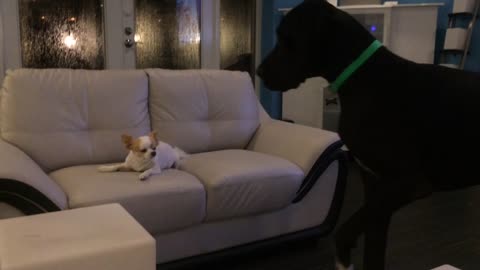 Tiny Chihuahua Refuses To Share His Treat With Great Dane