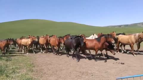 A group of horses are together.