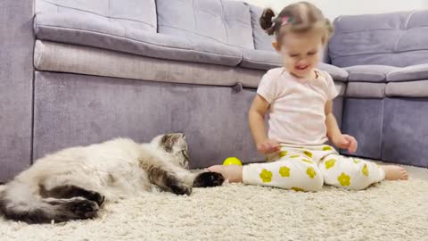 The_Fluffy_Cat_is_Shocked_by_How_the_Baby_Plays_with_Balls.