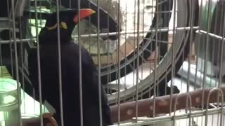Happy bird learn to talk