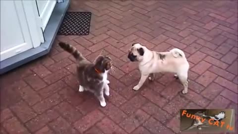 Cats and Dogs Meeting Each other For The First Time!