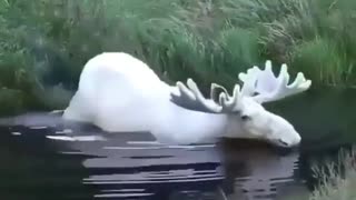 A white moose caught on camera in the värmland region in the south west part of Sweden