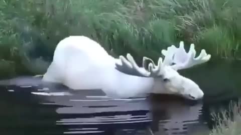 A white moose caught on camera in the värmland region in the south west part of Sweden