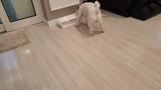 Jack Russell Terrier dog brings a bowl and asks for a snack