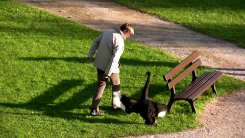 Schwan Attacken (Part 10) Schloss Ringenberg - angry swan attacks