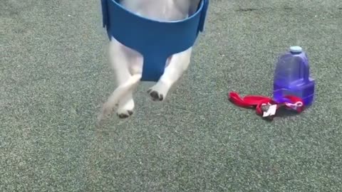 Funniest & Cutest Labrador Puppies #2 - Funny Puppy Videos