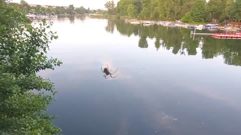 Spider man on bridge - Animals video