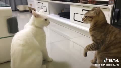 Cats talking !! these cats can speak english very funny watch now