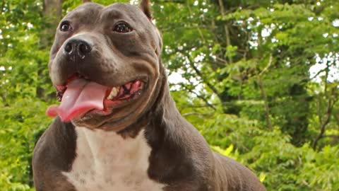 Top 20 most dog breeds with the strongest bites, you'll be amazed.