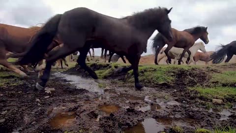 Beautiful Herd of Horses Running Free - Amazing beautiful horses attractive