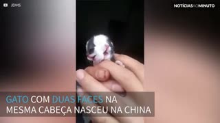 Gato com duas faces nasce na China