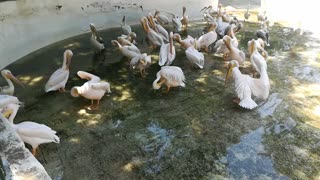Male Alpha Pelican Shows Off His Wings In Packed Group