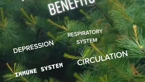 White Pine Needle Benefits