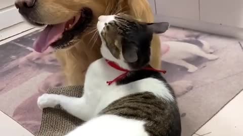 Bestfriend cat and dog cuddling each other