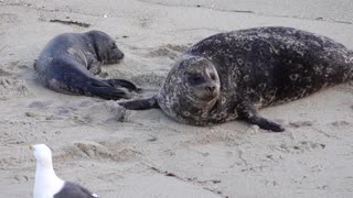 Seal Gives Birth While Seagull Watches On