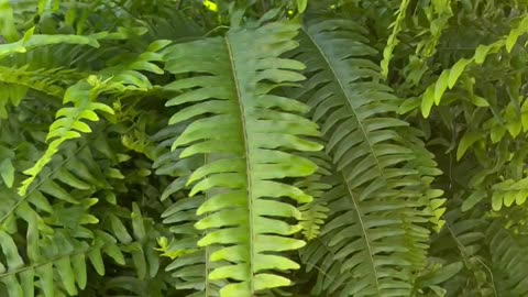 Check out this Massive Fern!