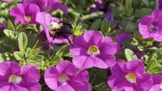 Bumble Bee busy pollinating petunia flowers