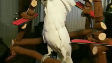 Cockatoo Dances to Queen