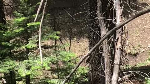 Bear on Bobby’s trail run. Mediocre outdoor adventures