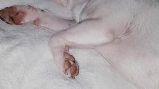 White french bulldog snoring while fast asleep