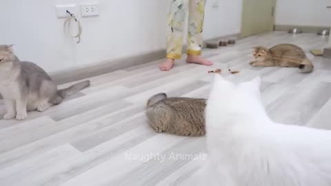 Hewan Terlucu 😂 Video Kucing dan Anjing Lucu Baru 😸🐶 Bagian 14