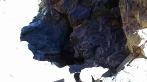 Snow leopard with cubs